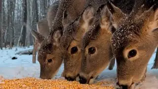 Just Ducking Around is live! Up close deer experience with sound. ASMR Ground level wildlife viewing