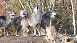 Timberw&ouml;lfe heulen