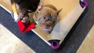 French Bulldog and Pomsky obedience training