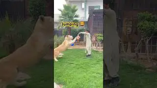 Lions 🦁 jump #newsong #punjabi #song #punjabisong #animalemotion #lion 🦁 #animals 🤣🤣🤣