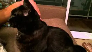 Mindful Cat