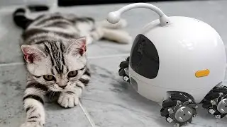 Top 5 best pet camera 2024