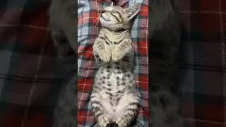 nyenyak banget😻#viral #shorts #cat #navaro96 #kucinganggoralucudanimut #pets #catlovers