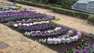 京都府立植物園ロウバイ令和７年１２月２７日（土）その２～５ムービーショー