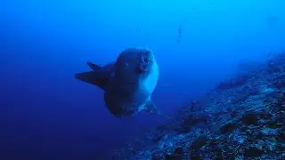 Private Luxury Speed Boat  Charter to Nusa Penida | Scuba Diving with Mola Mola and Huge Mantas !