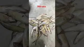 Bele mach bengali fish recipe #bele #baila