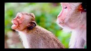 MUST SEE - SINGING MONKEY FREAKS OUT!