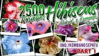 2500+ HIBISCUS VARIETIES Part 1 | KEMBANG SEPATU | BUNGA SEPATU | BUNGA RAYA | GIANT FLOWER