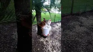 Comb And Wattles:What Is The Purpose For A Chicken