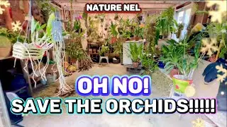 Winter blast is coming! Bring your most valuable orchids inside. 