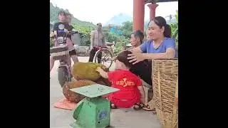 Single Mom & Grandfather Harvest Jackfruit to Sell Family Farming Life #viral #video #foryou #povert