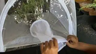 Insect rearing tent flecks