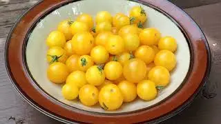 Yellow Canary Micro Dwarf Tomato -Outdoor Grown,  High Producing, Mild Sweeter!