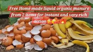 Home made Liquid manure#garden #manure #compost#love #nature #natural