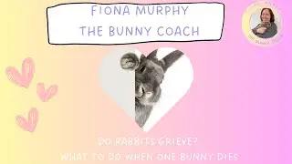 Do Rabbits Grieve? What to do when one bunny dies (full video)