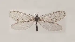 Giant flying insect found on Walmart building turns out to be Jurassic-era find