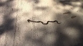 king snake and pine snake found same day
