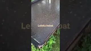 bibit ikan lele uk 6 da 7cm siap ready
