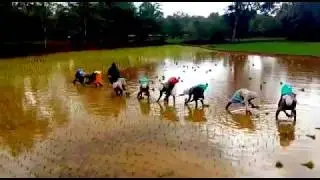 RakthaShali Paddy Farming