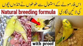 Birds best natural breeding formula | Breeding Formula for budgies, lovebirds,cocktail etc