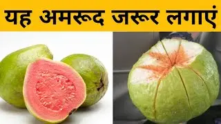 Best Online Plant Shopping||Best Online Plant Shopping||