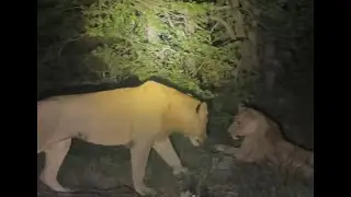 3 Western Pride Lions Sighting | Kruger | 22 April 2025