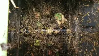 COMPOSTING Amature, COMPOSTING UPDATE 1 month later, is this right ........ UPDATE