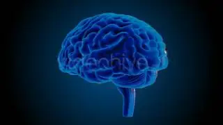 Blue Brains - Motion Graphics