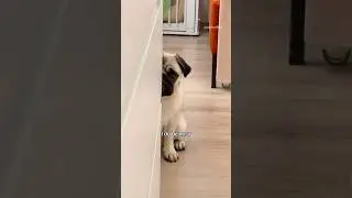 The reason why we call her &ldquo;Nosy Mosy&rdquo; 👀😂 #pug #dog #funny