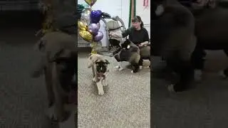 Какие милашки ))).Порода Акита .