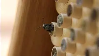 Emerging Mason Bees From Tubes