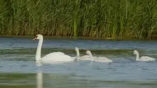 Mute swan with boy 🔴