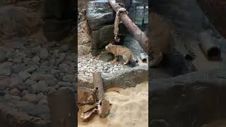 Funny sand cat gets stuck in tube with food.