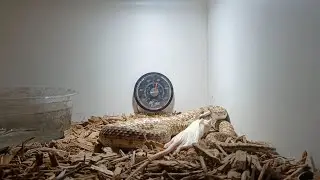 Egyptian False Cobra Feeding