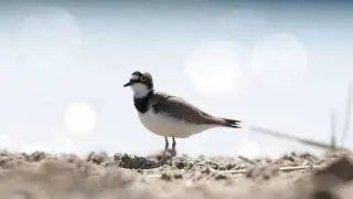 Flussregenpfeiffer/Little ringed plover (Charadrius dubius)
