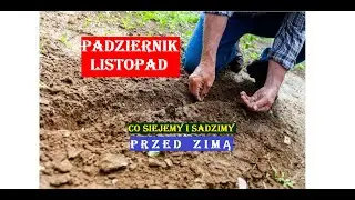 PAŹDZIERNIK - LISTOPAD - CO SIEJEMY I SADZIMY PRZED ZIMĄ