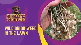 Wild Onion Weed in The Lawn