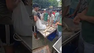 Amazing Big Live Fish Market #trending #shorts #fish #youtubeshorts