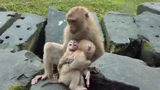Nicole finds it difficult to take care of Binky and Winky cuz they cry need warm both comforting