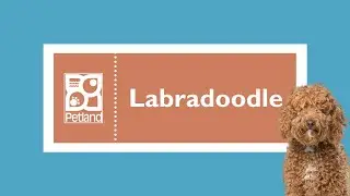 Labradoodle Fun Facts