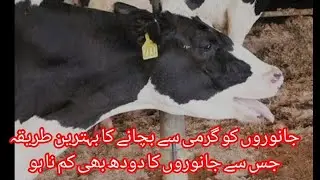 High producers animals ko garmi sy kasy bcha skty hn|| milk production|| animals comfortable in shed