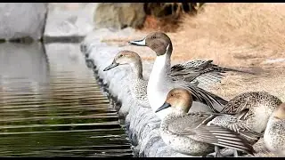 A Flock of Northern Pintails Enters the Pond One by One