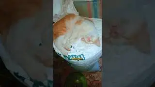 MKM makan kenyang molor #oyen #kucing #kucingtidur #videokucing