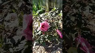 Awesome morning! Sept. 2, 2024 #gardenerscommunity #garden #gardenplants #backyardgardening