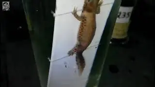 Lab Specimen Triturus