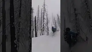 Lynx Snowmobiles: Tree Riding with Friends