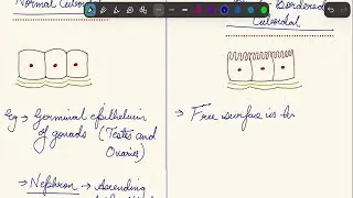 3. Squamous | Cuboidal | Columnar | Epithelium | NEET | NCERT | BioZammaney