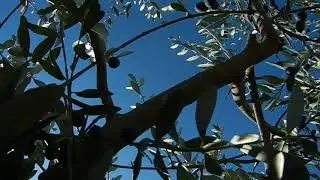 Stasikowski :: extravirgin olive oil 2017 :: Leccino