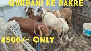 sold outTelangana baby sheep for sale in Hyd | vilayati female | rampuri baby sheep | qurbani eid