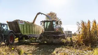 Maisernte 2021 - Best of h&auml;ckseln im S&uuml;den